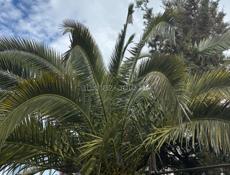 Пальма финиковая