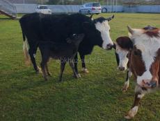 Продаётся 4 скота 