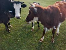 Продаётся 4 скота 