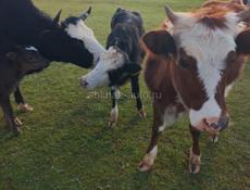 Продаётся 4 скота 