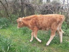 Продаётся годичная тёлка