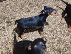 Плачу 3 тысячи ₽ надо привезти 3 щенка из Туапсе 