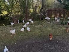 Продаю домашние, куры . Также цыплята разных возрастов.