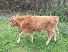 Продаётся годичная тёлка