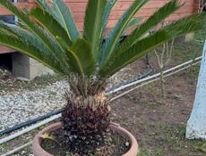 Пальма цикас революта саговник