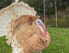 Продам индюшек 