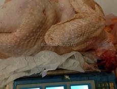 Продаются чищенные домашние индюки