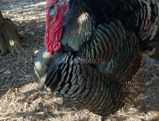 Продаются чищенные домашние индюки