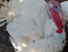 Продаются чищенные домашние индюки