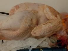 Продаются чищенные домашние индюки