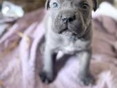 ЩЕНКИ КАНЕ КОРСО 