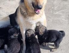 Щенки Немецкой Овчарки
