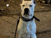 Ищем девочку для вязки