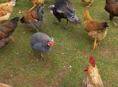 Продаются домашние петухи и индюк 
