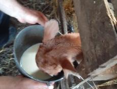 Телёнок тёлка