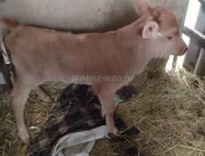 Телёнок тёлка