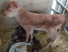 Телёнок тёлка