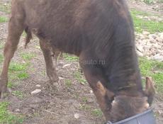 Продается бычок 