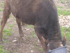 Продается бычок 