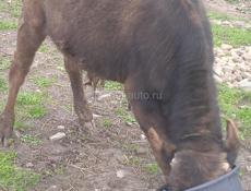 Продается бычок 