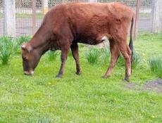 Продается телка