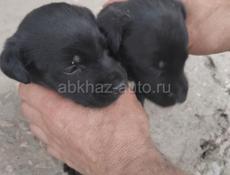 Щенята девочки