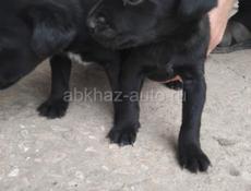 Щенята девочки