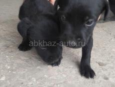 Щенята девочки