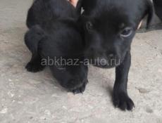 Щенята девочки