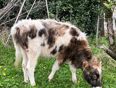 Лыхны полтора года 