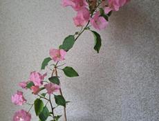 Цветущая бугенвиллия 