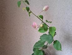 Бугенвиллия baby rose, на бутонах