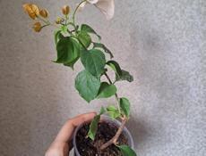 Жёлтая бугенвиллия 