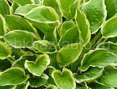 Саженцы хосты 