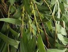 Принимаю заказ на обычный эвкалипт