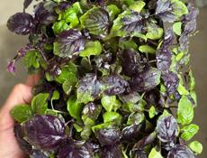 Микрозелень 