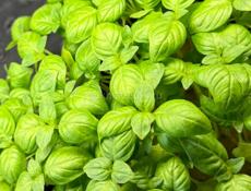 Микрозелень 