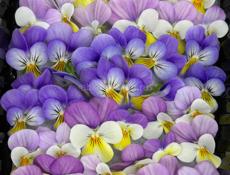 Микрозелень 