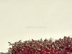 Микрозелень 