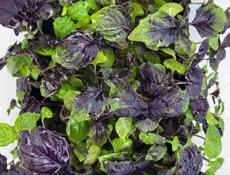 Микрозелень 