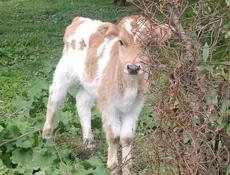 Продаю бычка телёнок Все вопросы по телефону цена 15.000 только сегодня