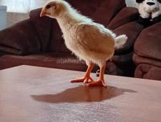 Продаются цыплята 200рублей до понедельника, после  250 рублей, доставка от 100шт по очамчирскому району