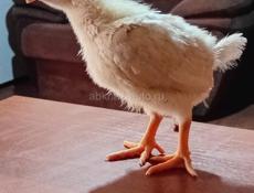 Продаются цыплята 200рублей до понедельника, после  250 рублей, доставка от 100шт по очамчирскому району