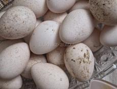 Яйца индюшки 