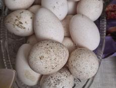 Яйца индюшки 