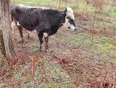 Бычок 50-55кг 35 т 