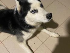 Отдам в добрые руки хаски кабель чистокровный 5 лет