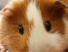 Купим морскую свинку желательно с клеткой