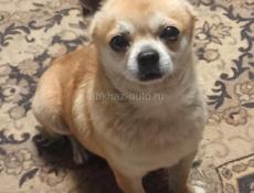 Ищем невестку