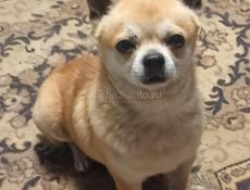 Ищем невестку